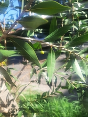 Blepharocalyx salicifolius