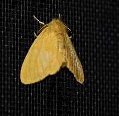 Euproctis crocea