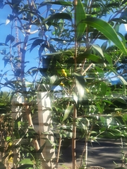 Blepharocalyx salicifolius