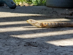 Elgaria multicarinata