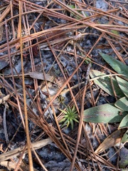 Syngonanthus flavidulus