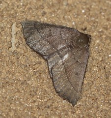 Arippara disticha