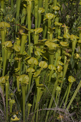 Sarracenia flava