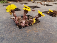 Tussilago farfara