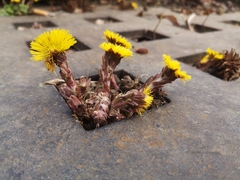 Tussilago farfara