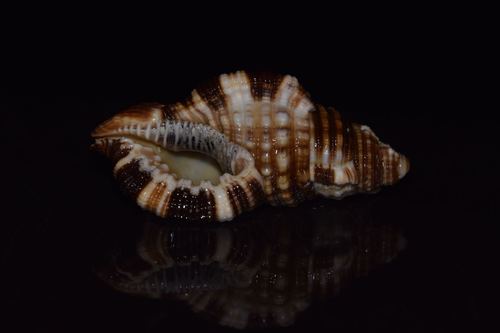 Monoplex intermedius