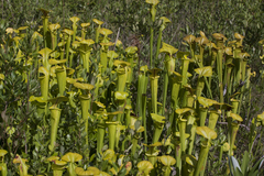 Sarracenia flava