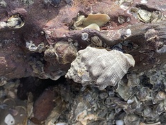 Rapaninae