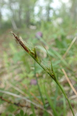 Carex longirostrata