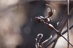 Neolasioptera vitinea