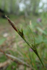 Carex longirostrata
