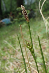 Carex longirostrata