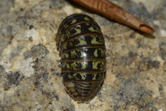 Armadillidium pictum