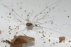 Mitostoma chrysomelas