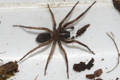 Inermocoelotes inermis