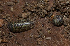 Armadillidium pictum