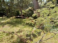 Vachellia sieberiana
