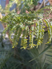Magnoliopsida