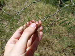 Vachellia sieberiana