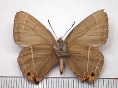 Chrysozephyrus brillantinus