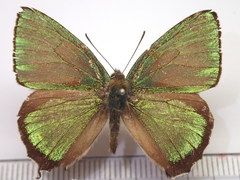 Chrysozephyrus brillantinus
