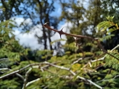 Vachellia sieberiana