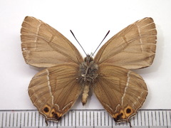 Chrysozephyrus brillantinus