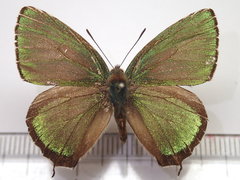 Chrysozephyrus brillantinus
