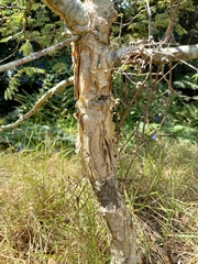 Vachellia sieberiana