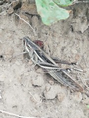 Schistocerca piceifrons