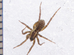 Pardosa palustris