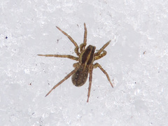 Pardosa palustris