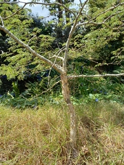 Vachellia sieberiana