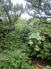 Melicytus chathamicus