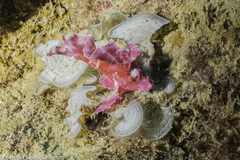 Rhinopias eschmeyeri