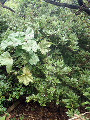 Melicytus chathamicus