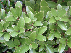 Melicytus chathamicus