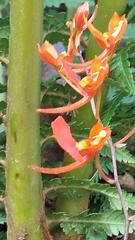 Comparettia coccinea