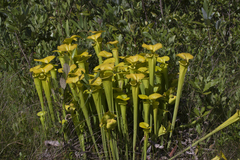 Sarracenia flava