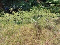 Vachellia sieberiana
