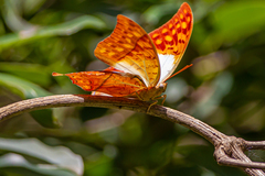 Charaxes varanes