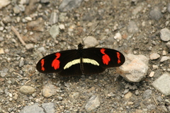 Heliconius telesiphe