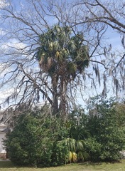 Sabal palmetto