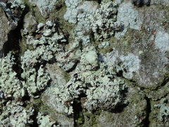 Ramalina baltica