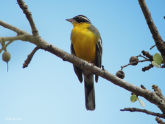 Emberiza cabanisi orientalis