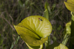 Sarracenia flava