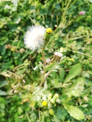Asteraceae
