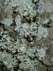 Ramalina baltica