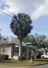 Sabal palmetto