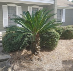Cycas revoluta